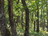 Arbres  Sisteron - Adret de Mongervis