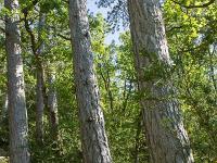Arbres  Sisteron - Adret de Mongervis