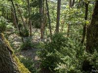 Arbres  Sisteron - Adret de Mongervis