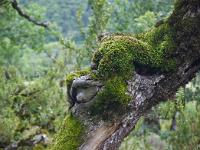 Arbres  Sisteron - Collet