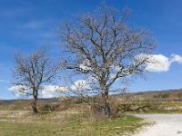 Arbres  Aux environs de Cruis