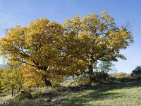 Arbres  Sur la route de Saint Geniez