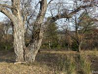 Arbres  Sur le plateau de Salignac