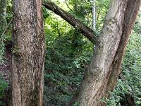 Arbres  Rive droite du Buech 2/5