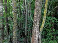 Arbres  Rive droite du Buech 3/5