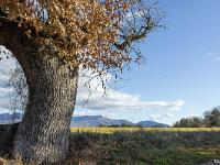 Arbres  Entre Rourebeau et Upaix