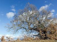 Arbres  Entre Rourebeau et Upaix