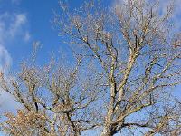 Arbres  Entre Rourebeau et Upaix