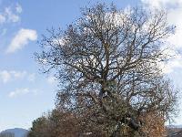 Arbres  Haie entre un chemin et une prairie à Rourebeau (commune-d'Upaix) - Hautes Alpes