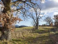 Arbres  Entre Rourebeau et Upaix