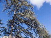Arbres  Sisteron - Cèdre au Sud de la citadelle