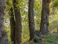 Arbres  Sisteron - En bordure de Durance