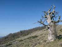 Arbres  Montagne de Gache (adret)