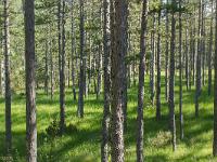 Arbres  Dans la vallée du Vançon près d'Abros