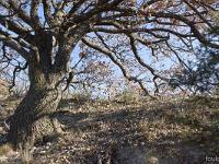 Arbres  L'Escale aux environ de Vière