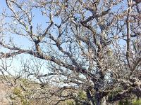 Autour d'Upaix  Chêne pubescent ...