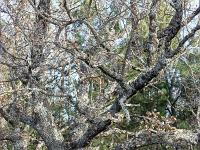 Autour d'Upaix  Chêne séculaire ...