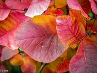 Autour de Ballons - Drôme  Flamboyance d'automne (détail) ...