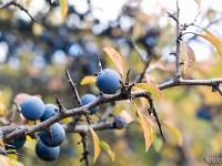 Autour de Ballons - Drôme  Prunelles sauvages ...