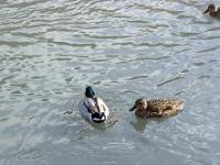 Canards en bordure de Durance