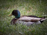 Canards en bordure de Durance