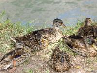 Canards en bordure de Durance