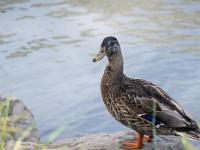 Canards en bordure de Durance