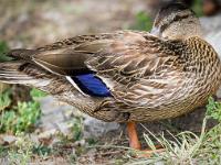 Canards en bordure de Durance