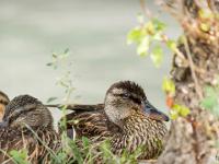 Canards en bordure de Durance