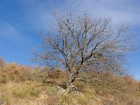 Chapelle Saint-Claude  La végétation est assez clairsemée ici sur cet adret aride. On y trouve cependant de très beaux chêne blancs