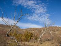 Chapelle Saint-Claude  Vue vers le Nord et arbres morts