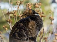 Sisteron - Quartier de Bourg Reynaud