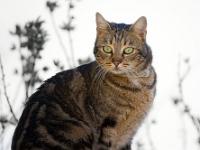 Sisteron - Quartier de Bourg Reynaud