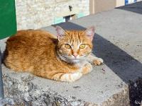 Sisteron - Quartier de Bourg Reynaud