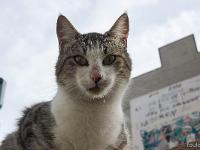 Sisteron - Quartier de Bourg Reynaud