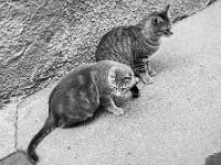 Sisteron - Quartier de Bourg Reynaud