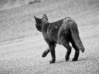 Sisteron - Quartier de Bourg Reynaud