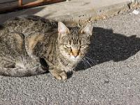 Sisteron - Quartier de la Coste