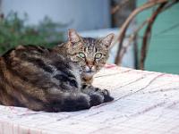 Sisteron - Quartier de la Coste