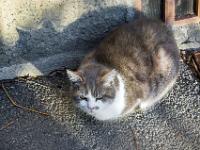 Sisteron - Quartier de la Coste