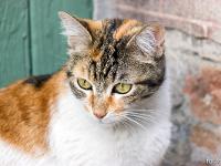 Sisteron - Quartier de la Coste