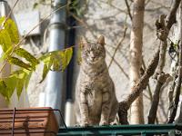Sisteron - Quartier de la Coste