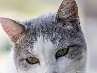 Sisteron - Quartier de la Coste