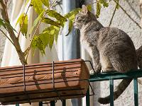 Sisteron - Quartier de la Coste