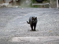 Sisteron - Quartier de la Coste