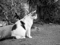 Sisteron - Quartier de la Coste