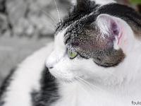 Sisteron - Quartier de la Coste