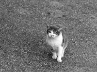 Sisteron - Quartier de la Coste