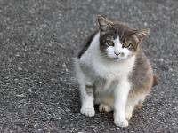 Sisteron - Quartier de la Coste