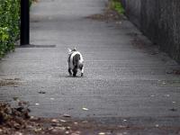 Sisteron - Quartier du Gand